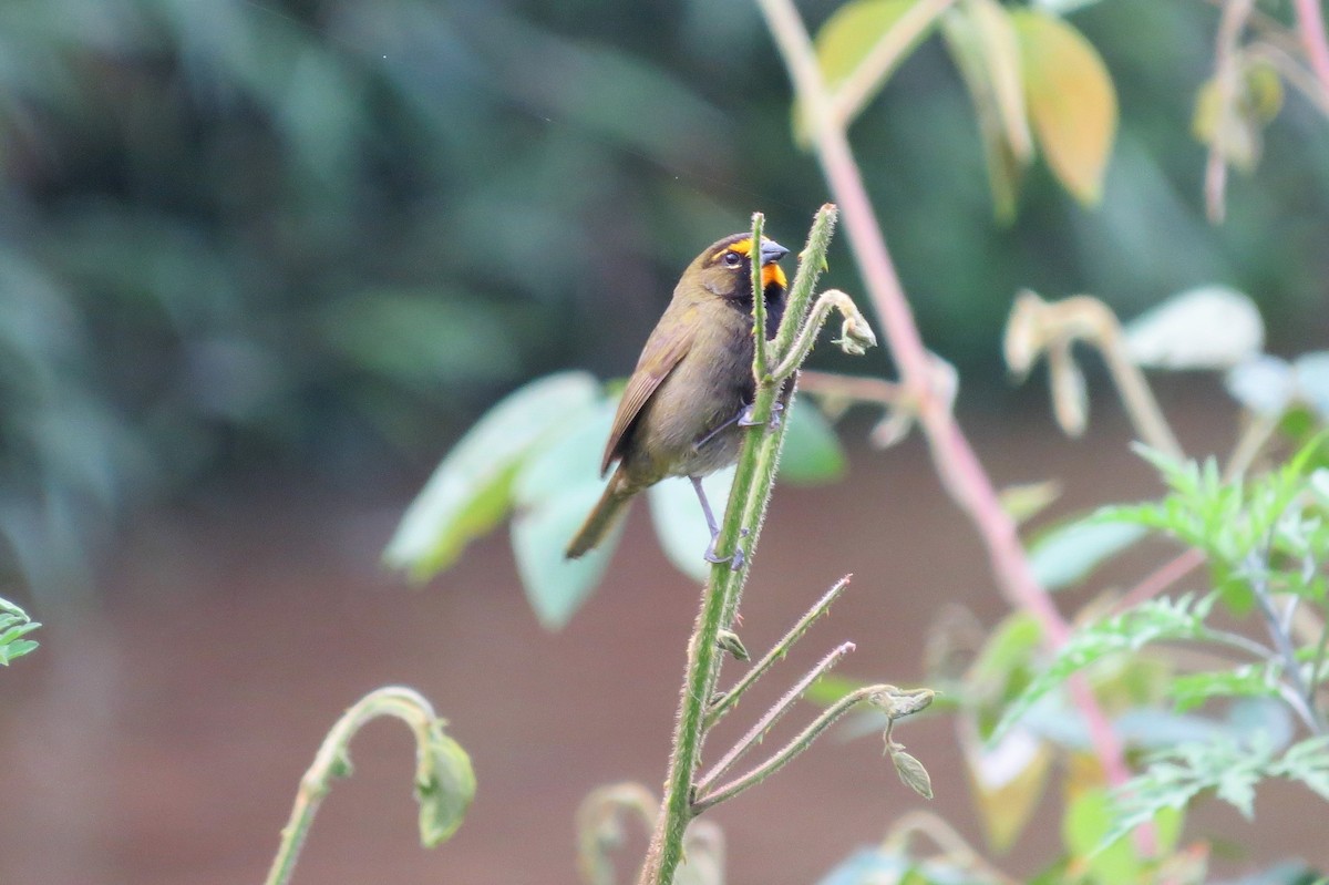 Yellow-faced Grassquit - ML144197241