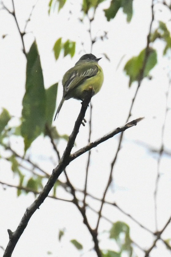 Red-billed Tyrannulet - ML144197501