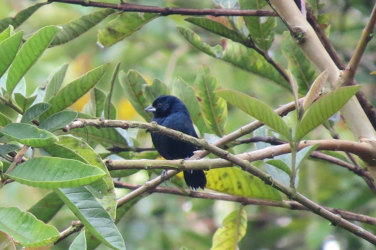 Blue-black Grassquit - ML144197561