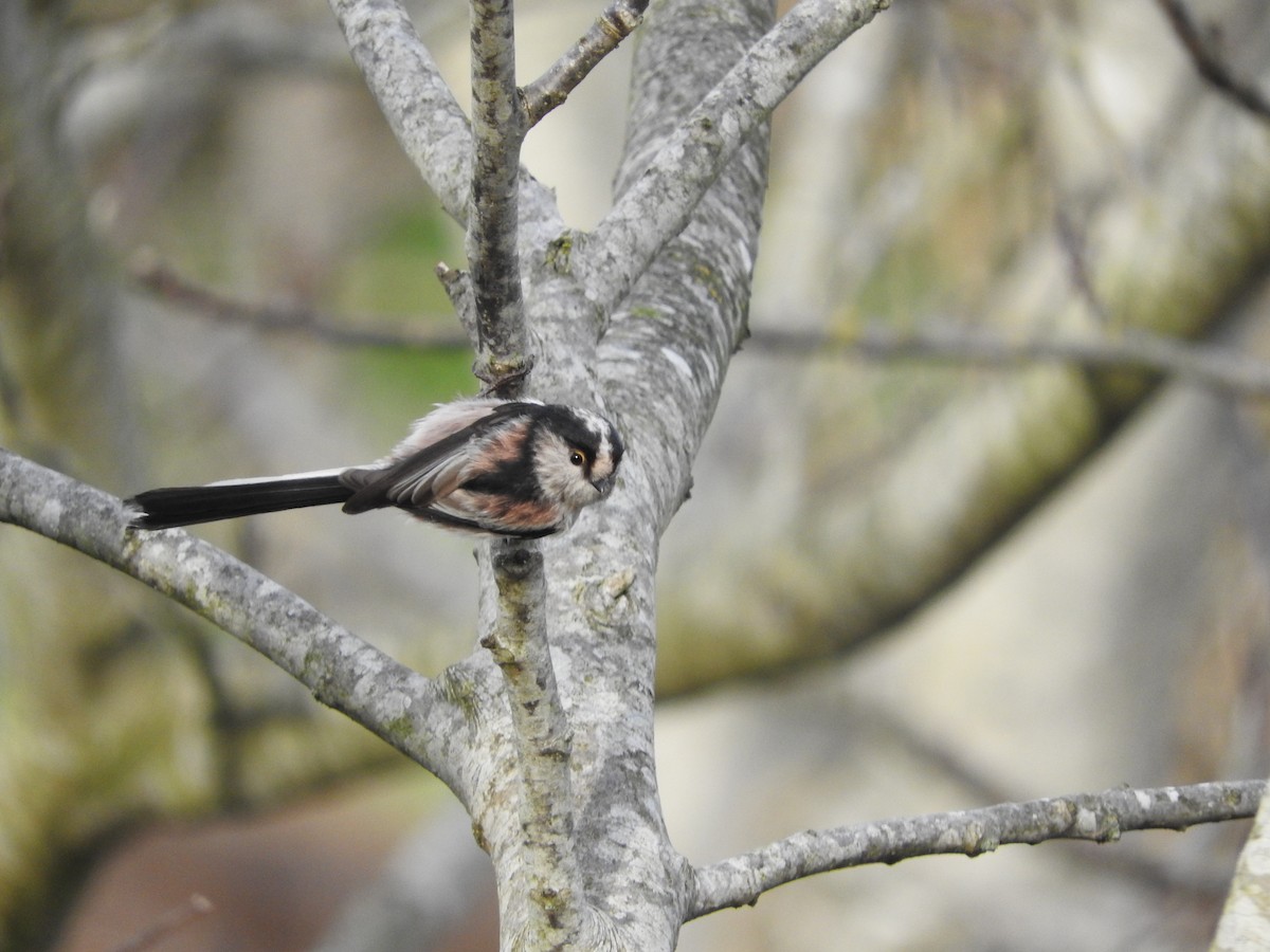 Long-tailed Tit - Eneko Azkue