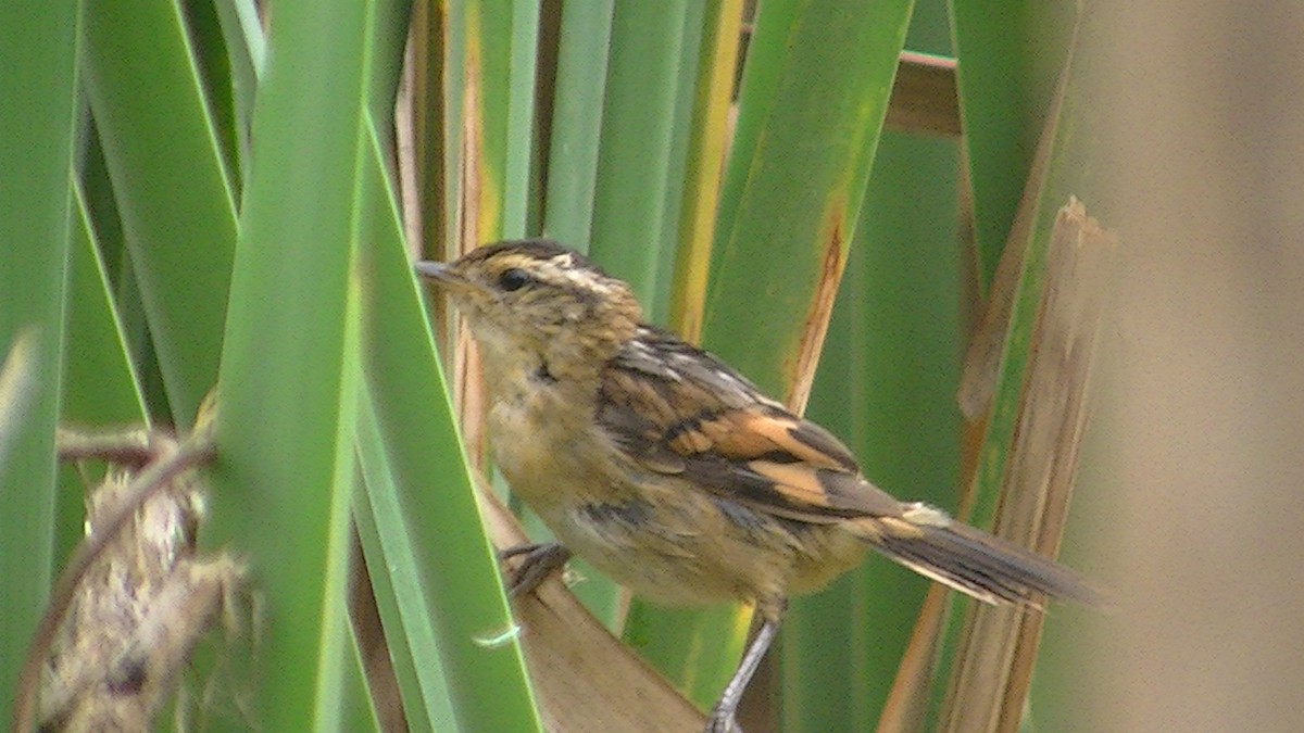 Wren-like Rushbird - ML144199351