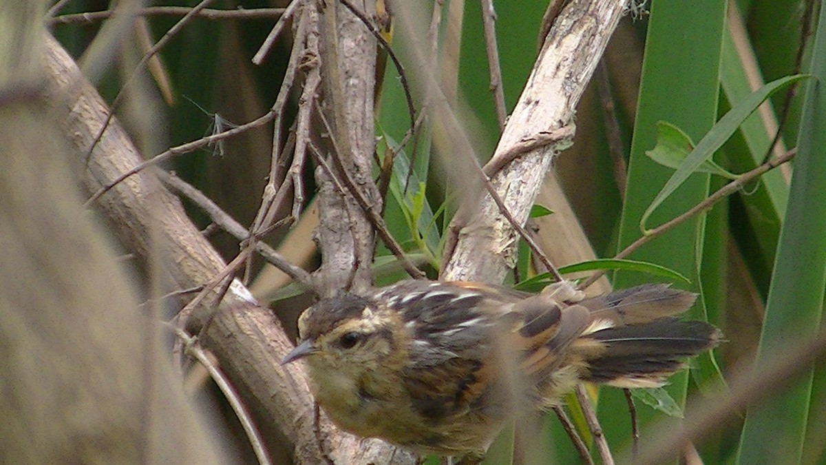 Wren-like Rushbird - ML144199371