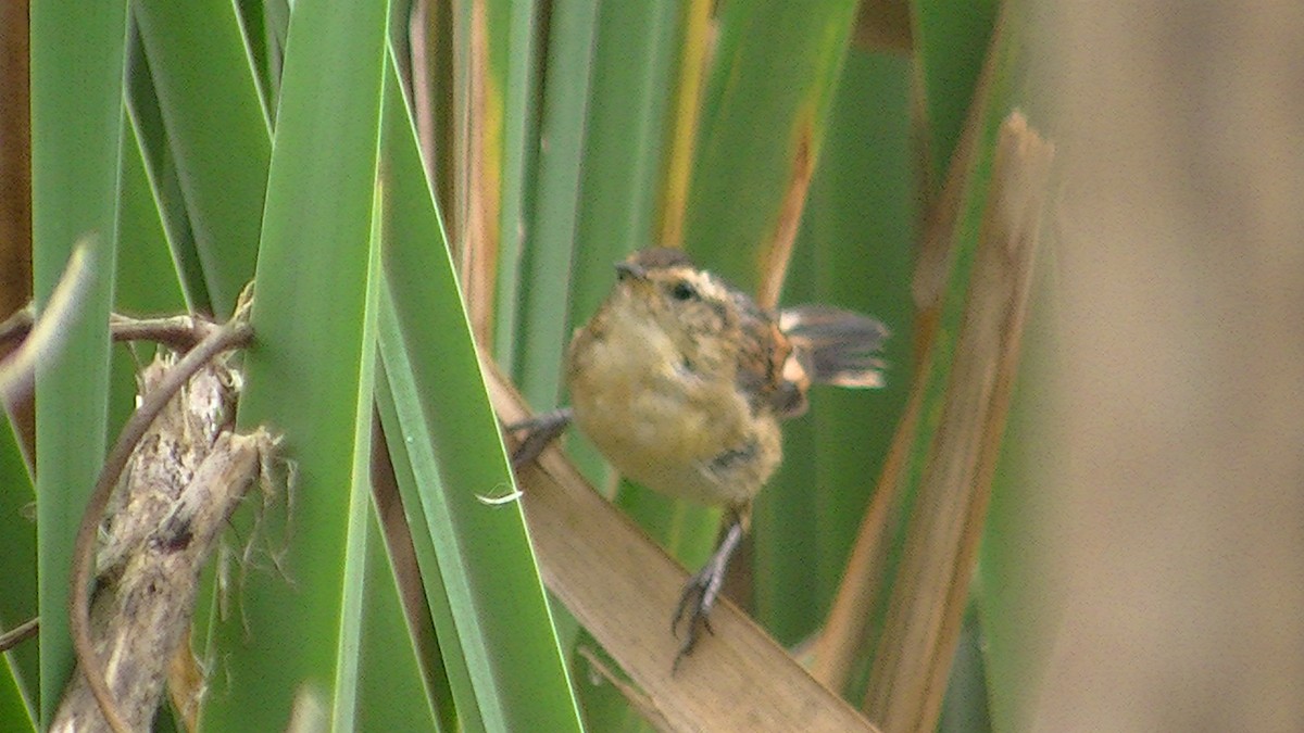 Wren-like Rushbird - ML144199411