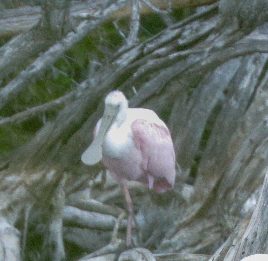 Roseate Spoonbill - ML144200641