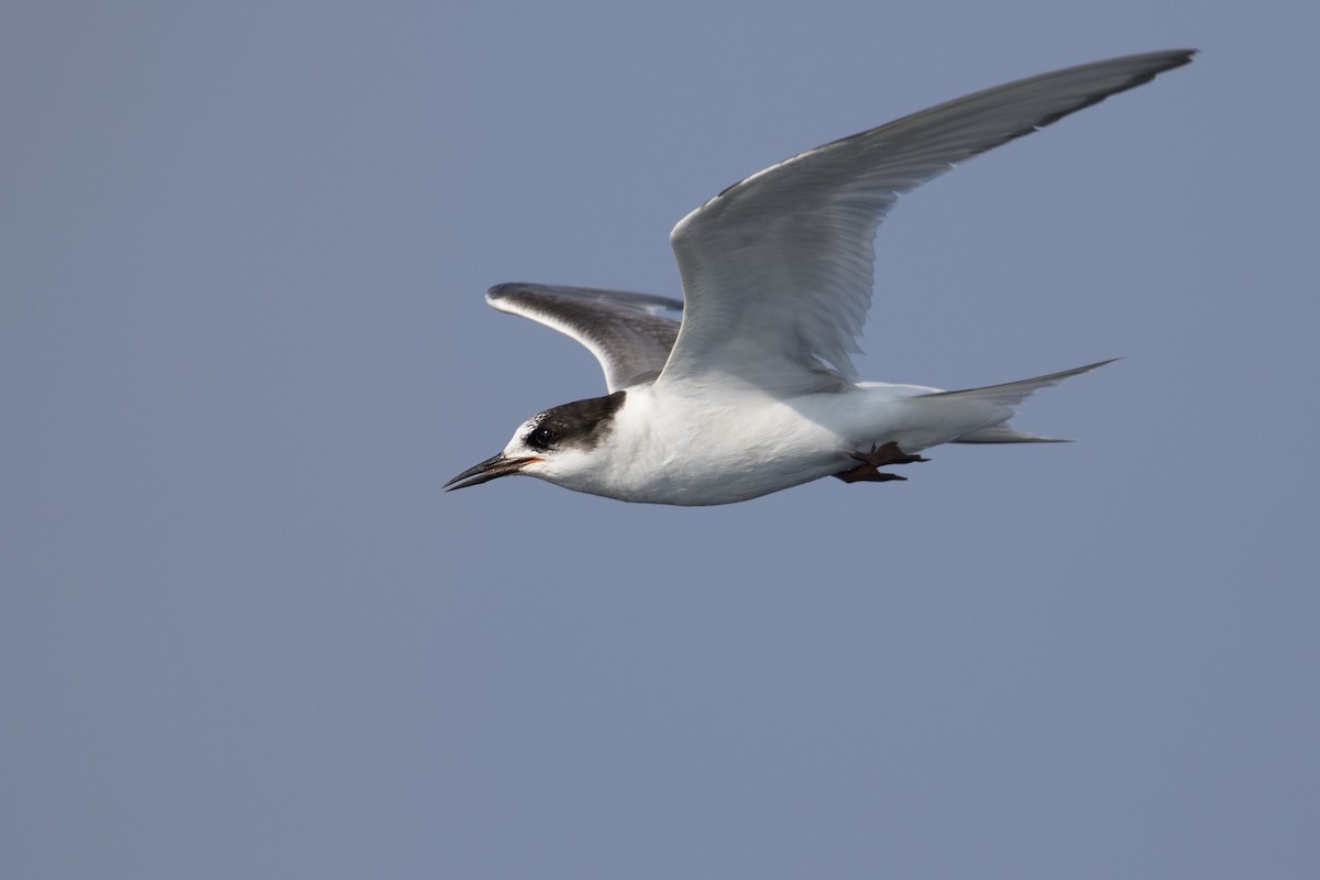 Arctic Tern - ML144200751