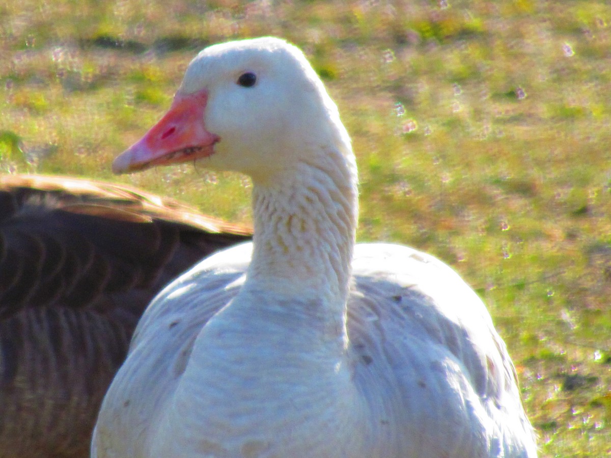 Snow Goose - ML144200851