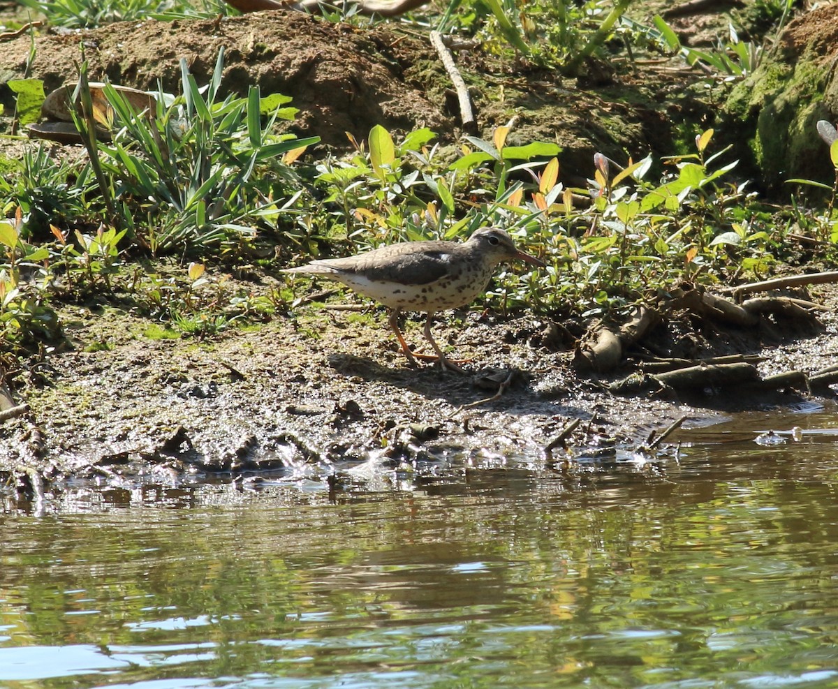 Spotted Sandpiper - ML144201001