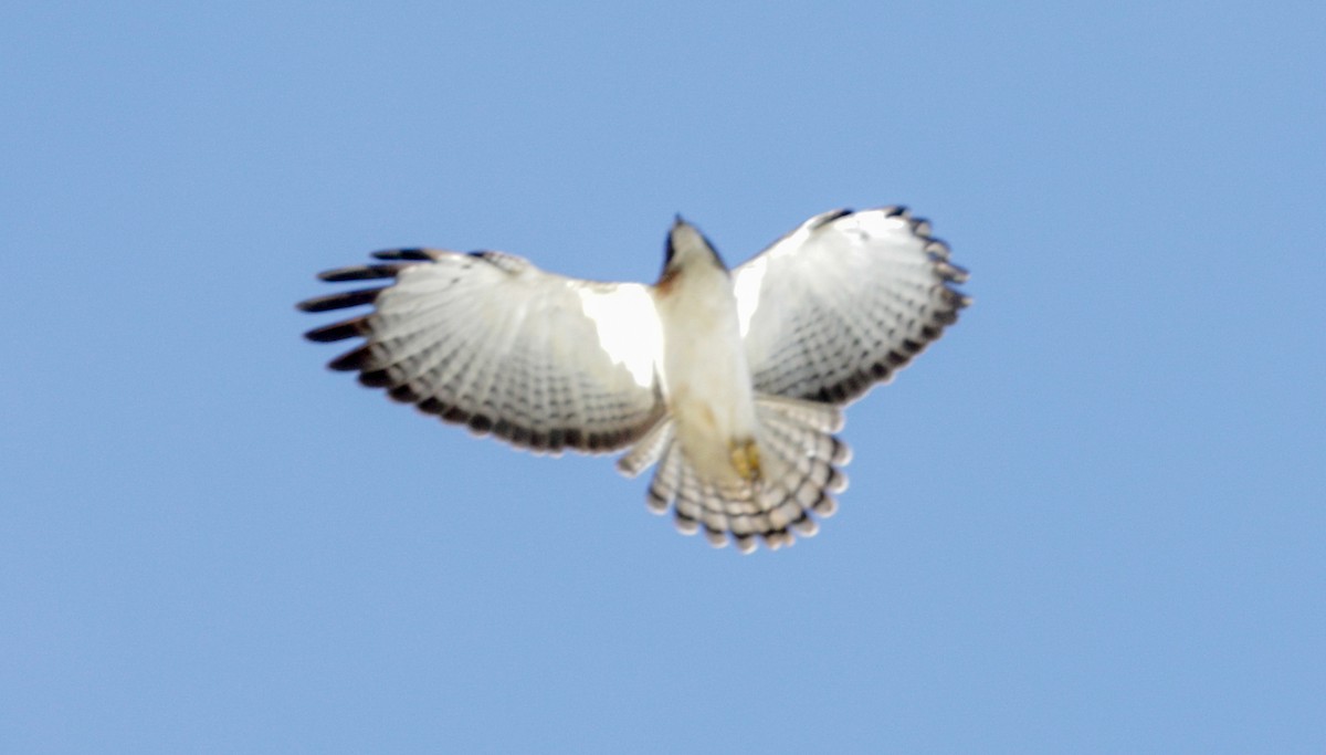 Short-tailed Hawk - ML144201181