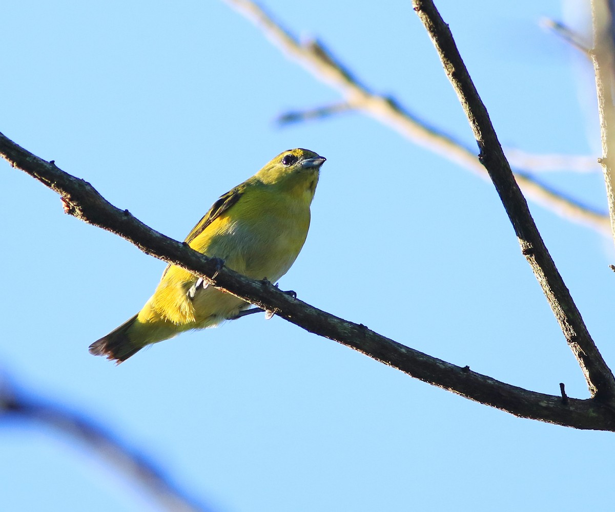 Purple-throated Euphonia - Logan Lalonde