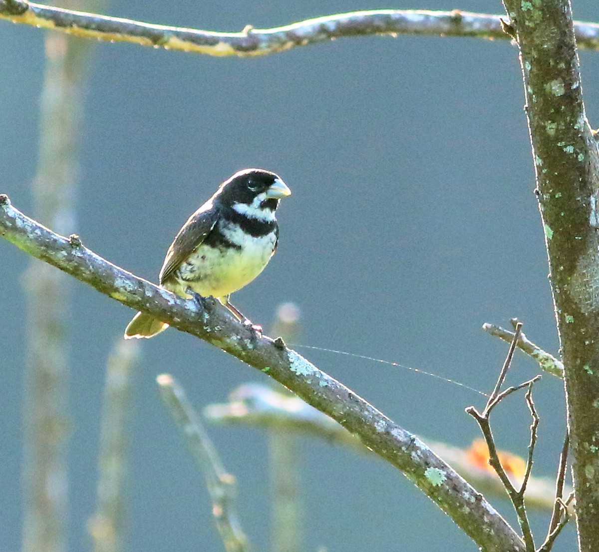 Double-collared Seedeater - Logan Lalonde