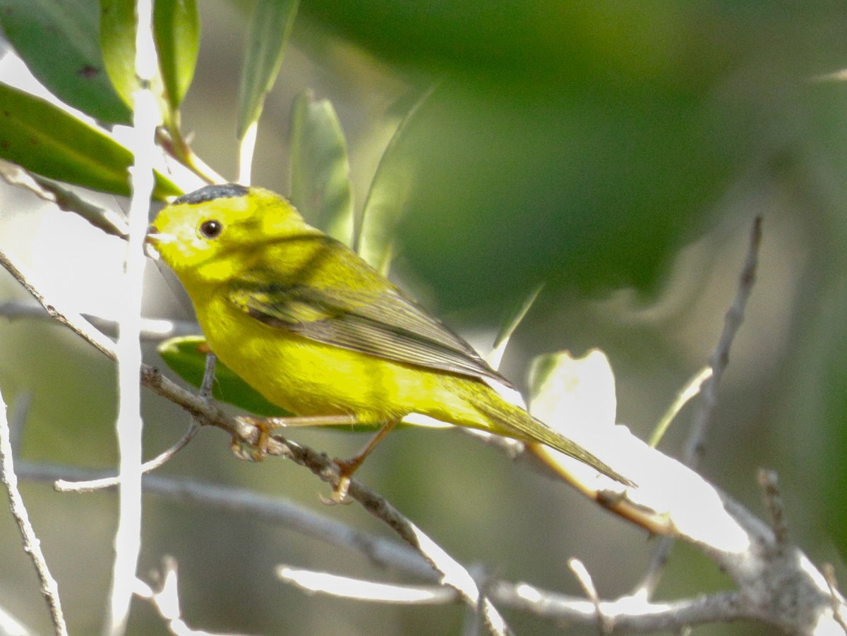 Wilson's Warbler - ML144202431