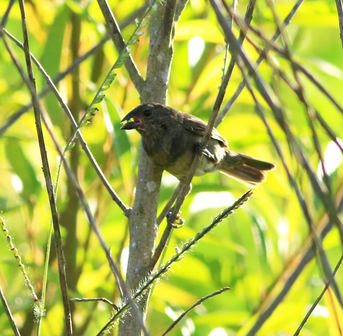 Sooty Grassquit - Logan Lalonde