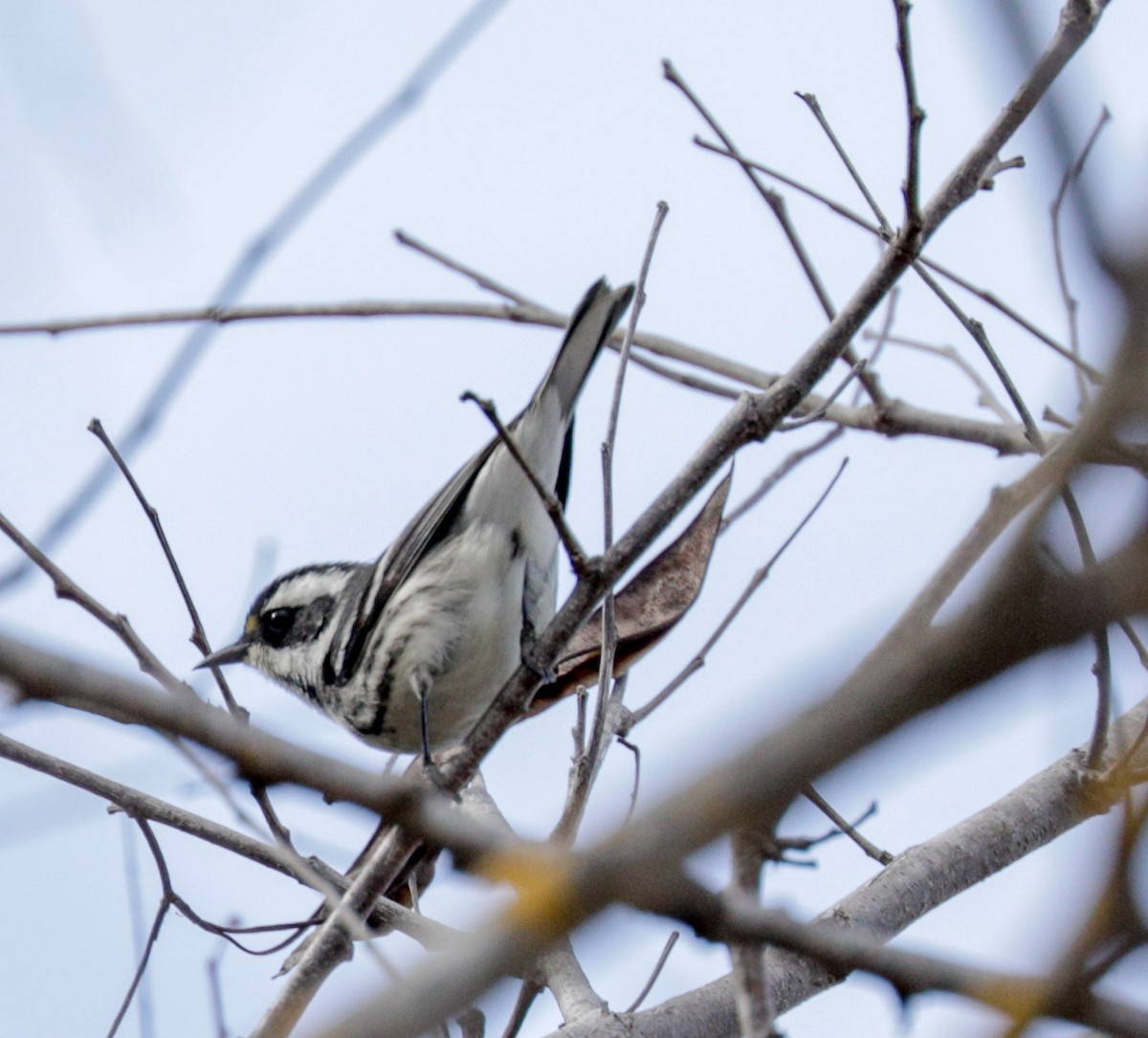 Black-throated Gray Warbler - ML144203181