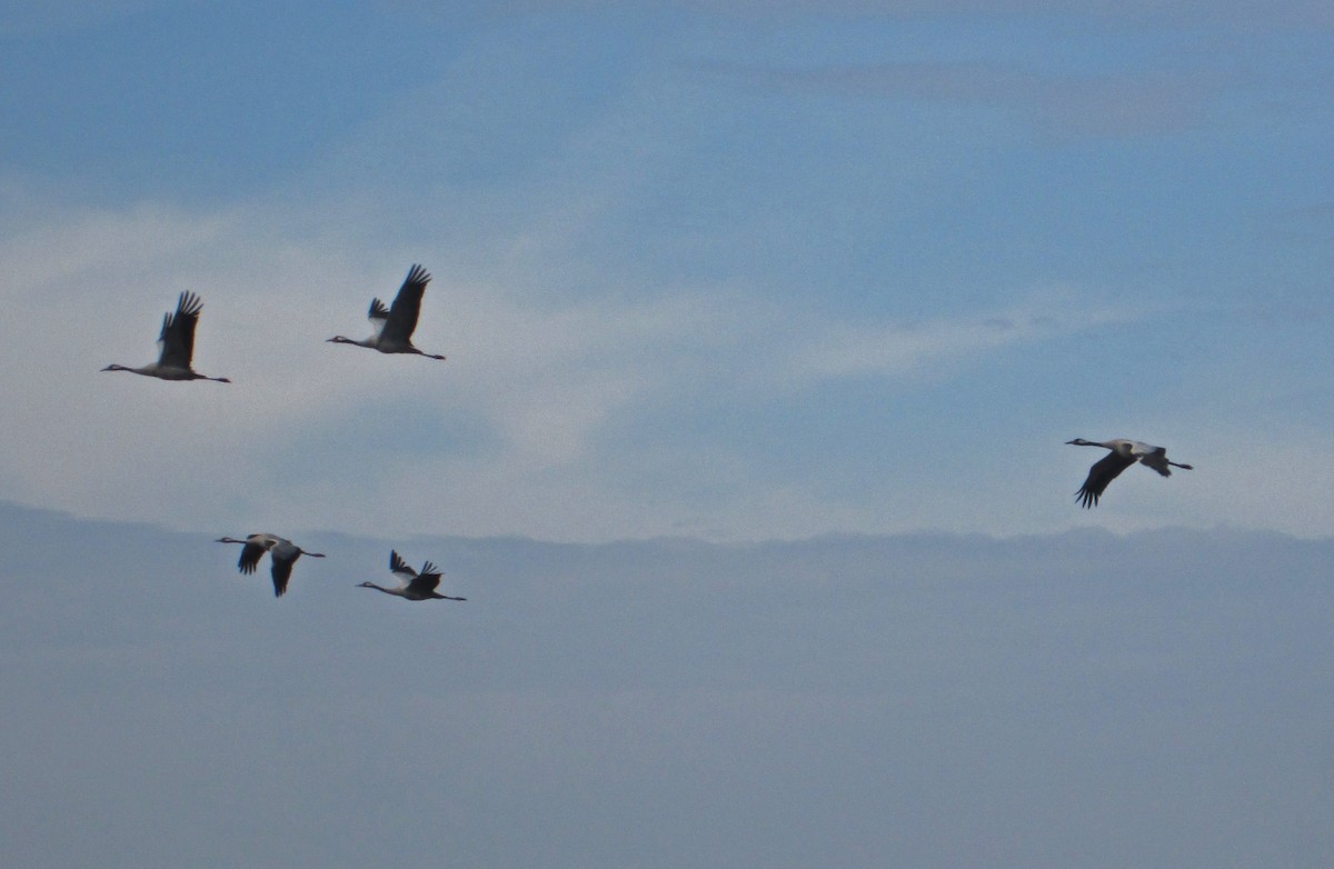 Common Crane - ML144204831
