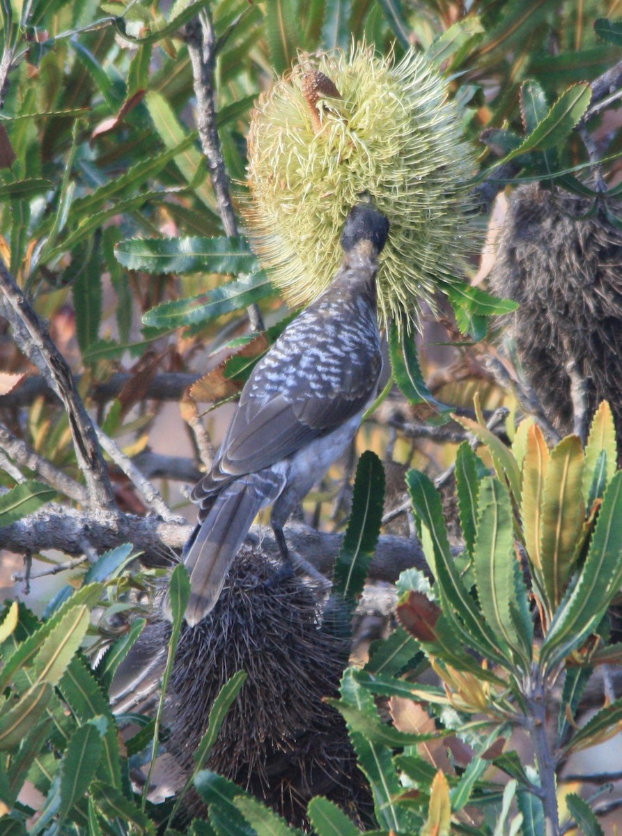 Noisy Friarbird - ML144205521