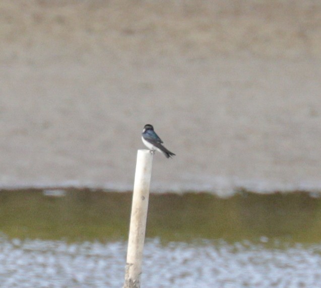 Mangrove Swallow - ML144205731