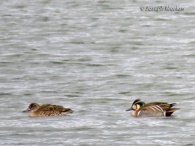 Baikal Teal - ML144207291