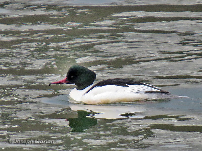 Common Merganser (Eurasian) - Joseph Morlan