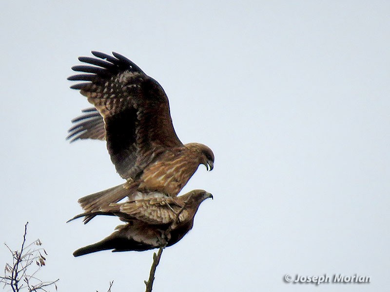 Black Kite (Black-eared) - Joseph Morlan