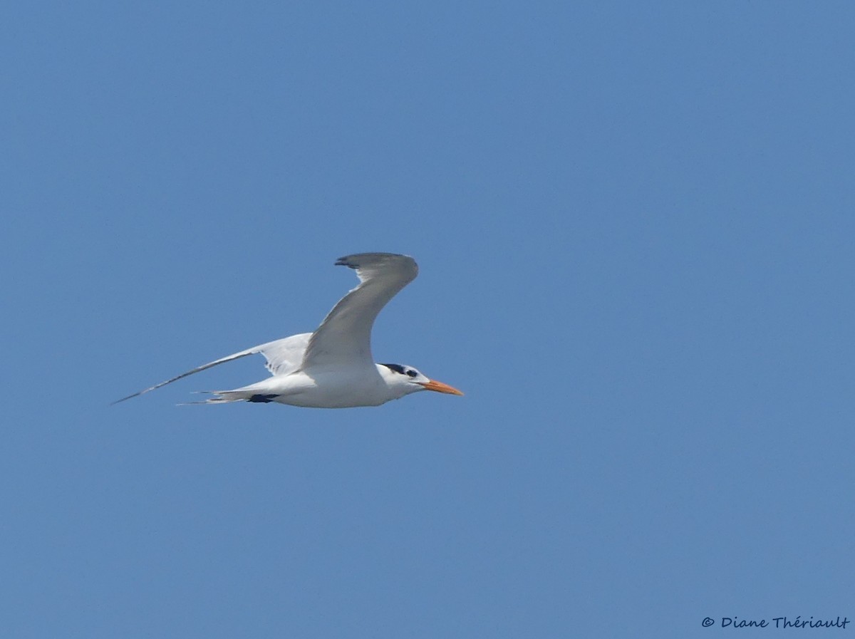 Royal Tern - ML144209831