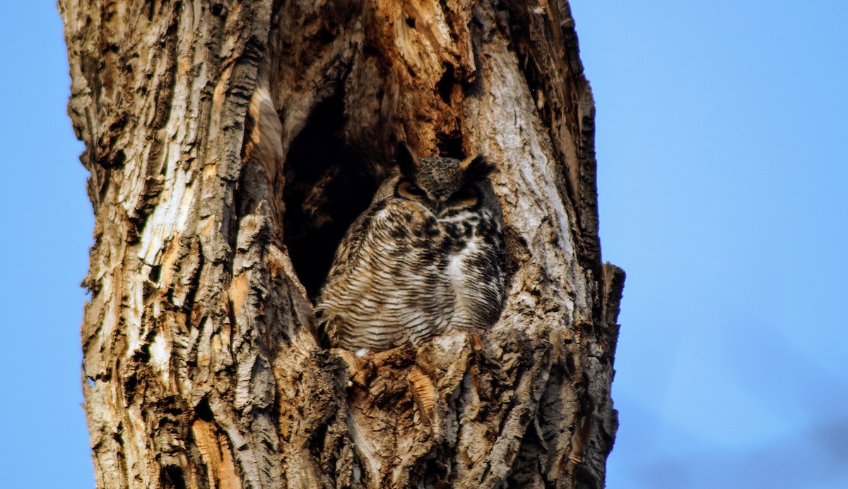 Great Horned Owl - Scott & Jill Tansowny