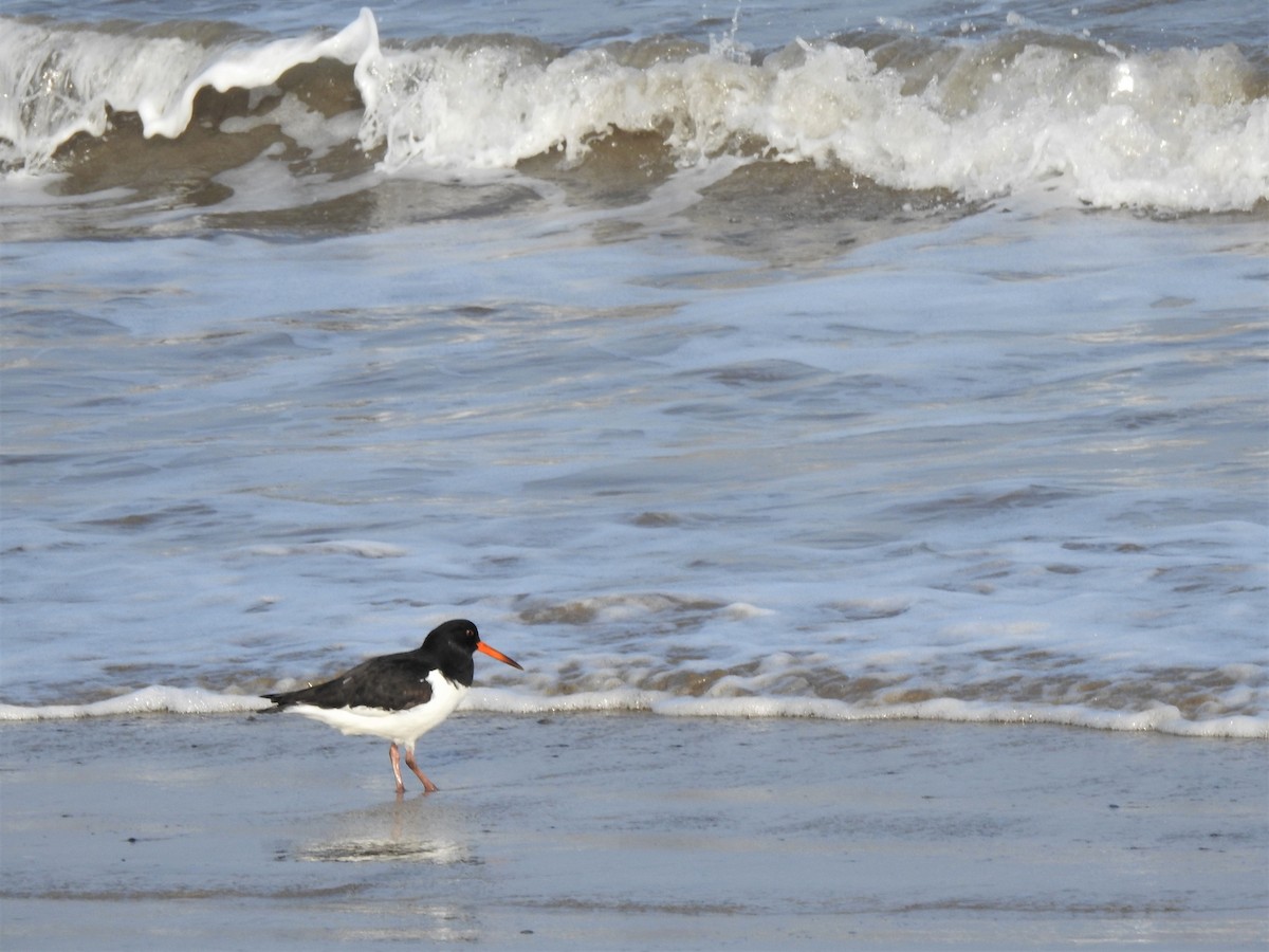 Eurasian Oystercatcher - Ryan Irvine