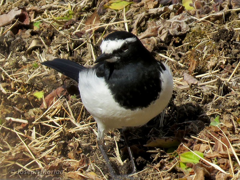 Japanese Wagtail - Joseph Morlan