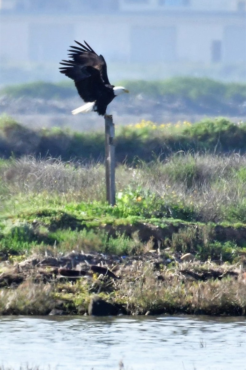 Bald Eagle - ML144216051