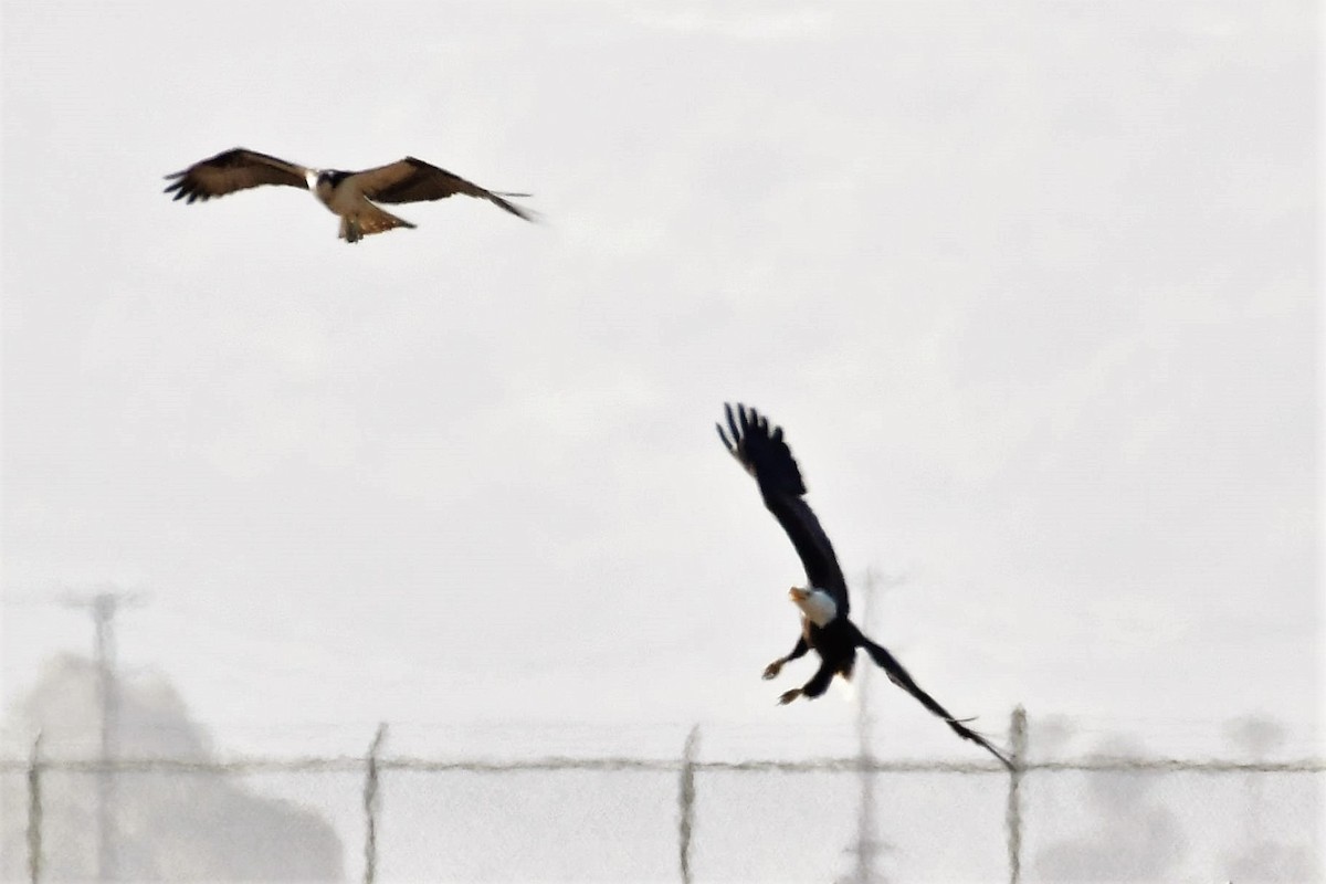 Bald Eagle - ML144216071