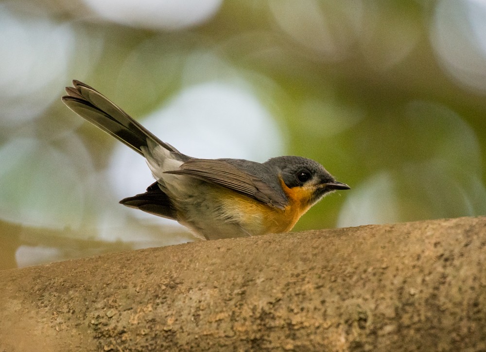 Spectacled Monarch - ML144216161