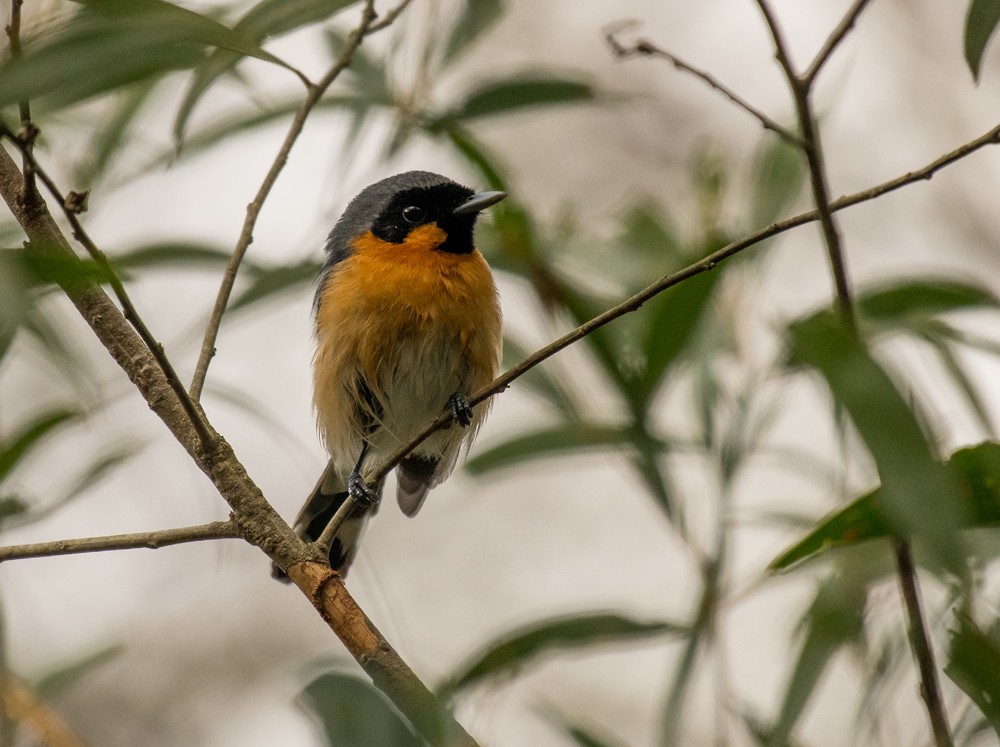 Spectacled Monarch - ML144216191