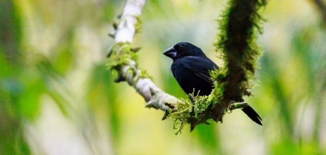 Blue-black Grosbeak - ML144216211