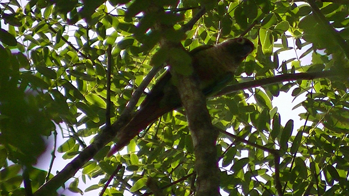 Green-cheeked Parakeet - ML144218631