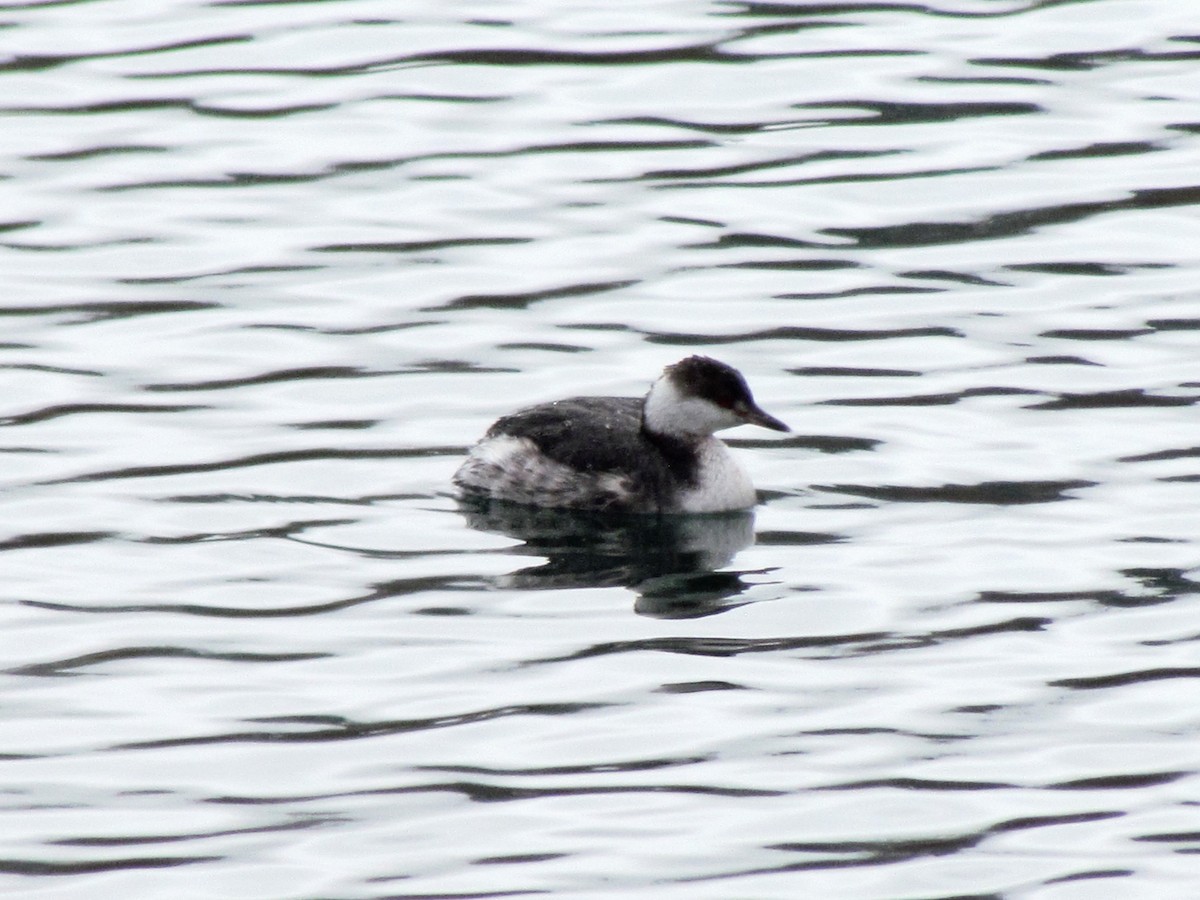 Horned Grebe - ML144219281