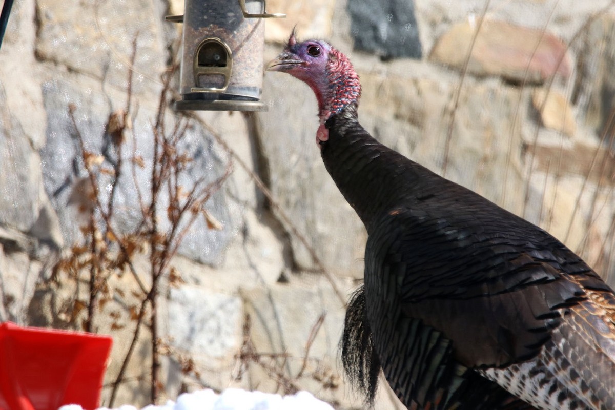 Wild Turkey - ML144221601