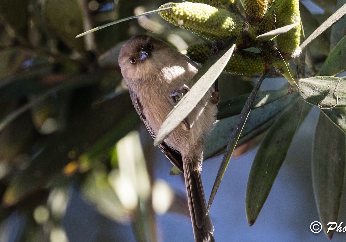 Bushtit - ML144222651