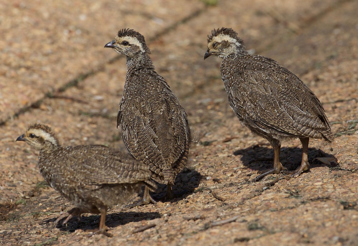 Cape Spurfowl - ML144222791