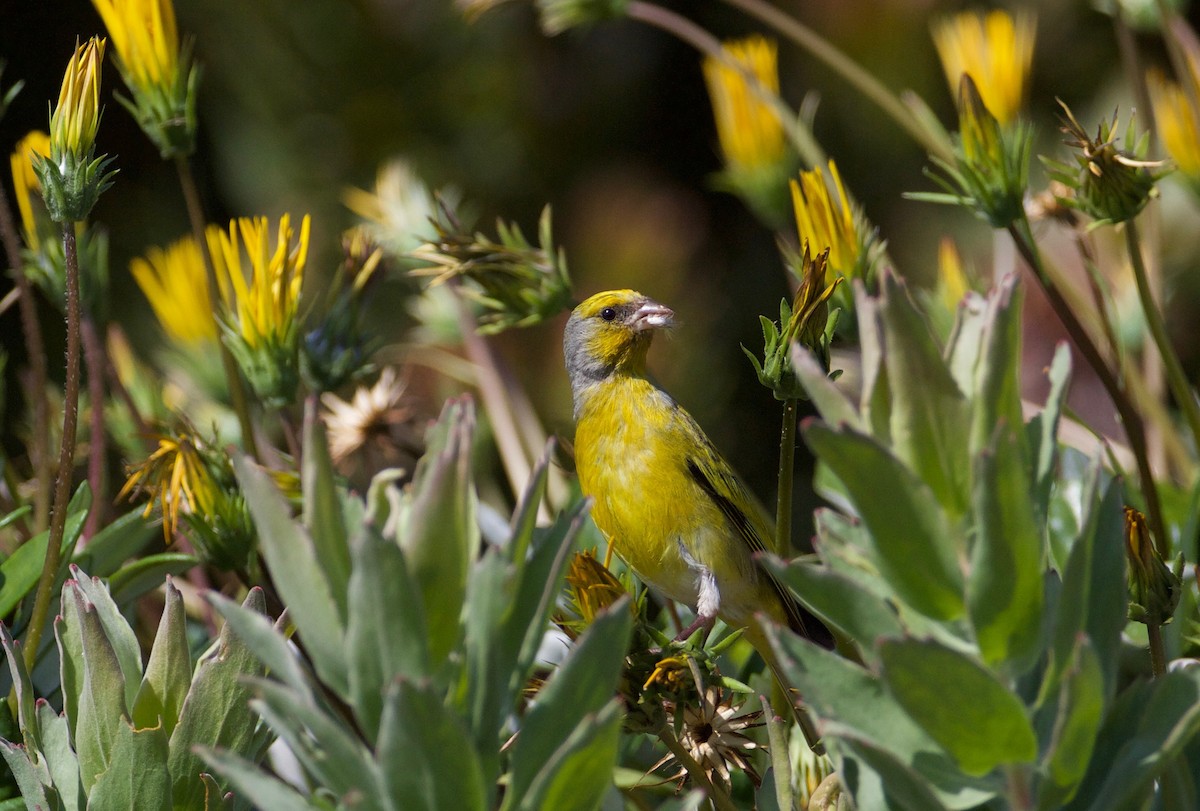 Cape Canary - ML144222831