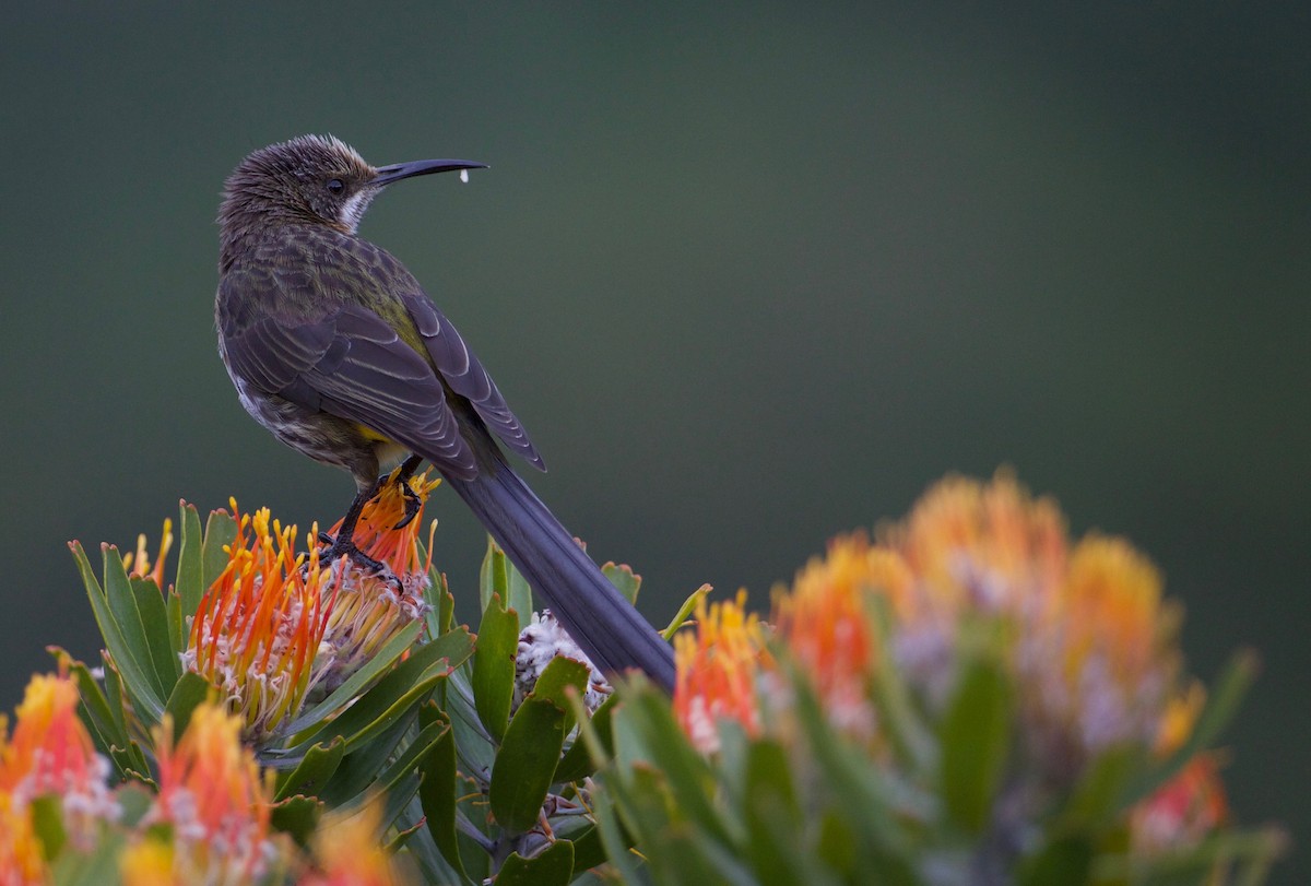 Cape Sugarbird - ML144222941