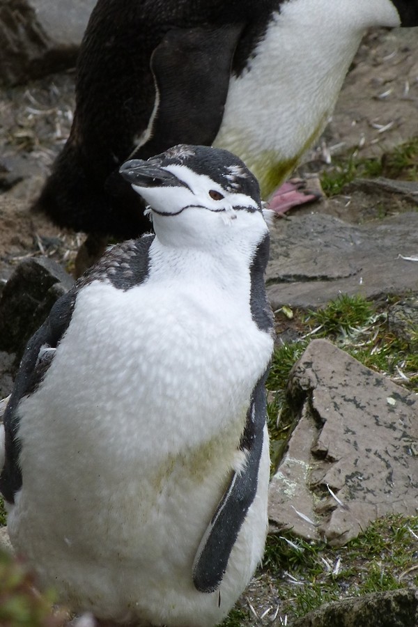 Chinstrap Penguin - ML144223671