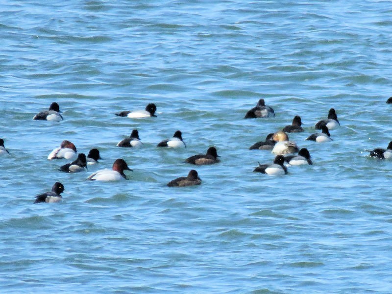 Canvasback - ML144223871