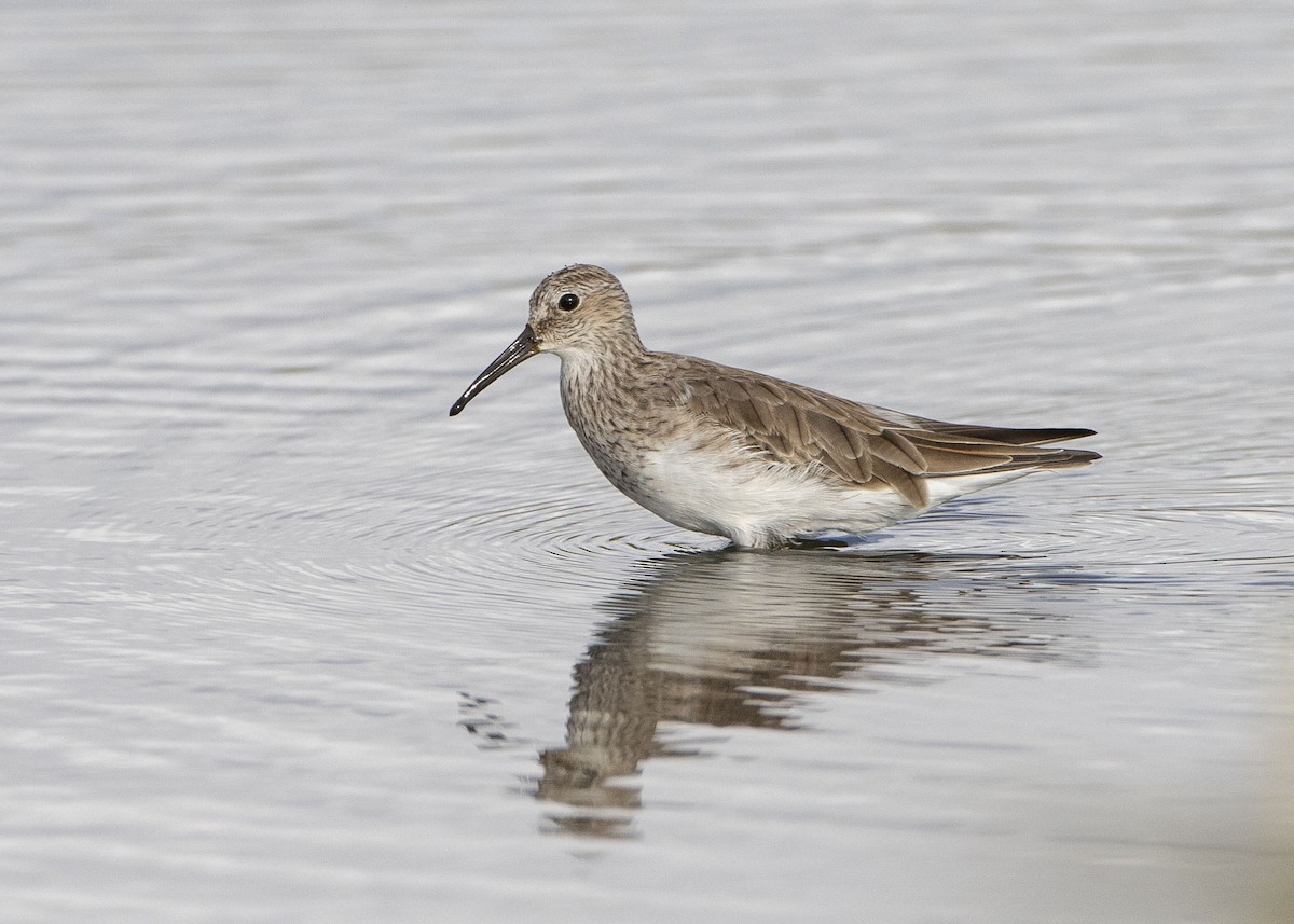 雑種 サルハマシギ x アメリカウズラシギ - eBird