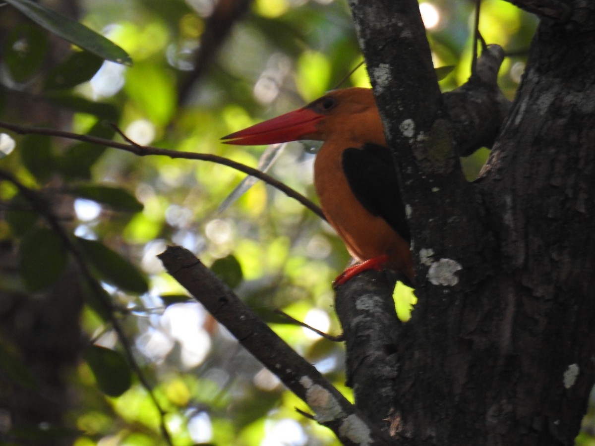 Brown-winged Kingfisher - John Finch