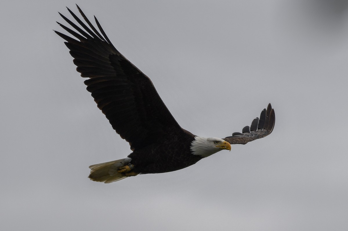 Bald Eagle - ML144229761