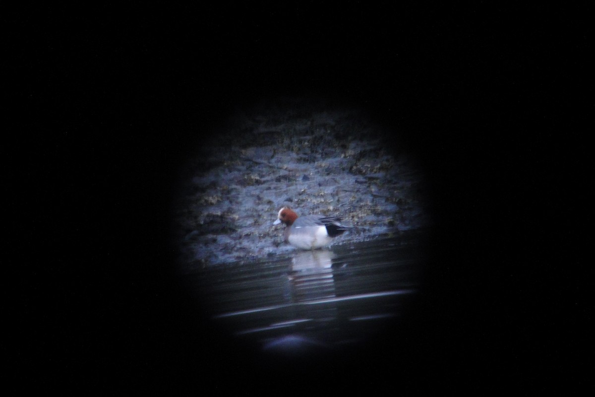 Eurasian Wigeon - ML144230871