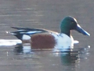 Northern Shoveler - ML144231111