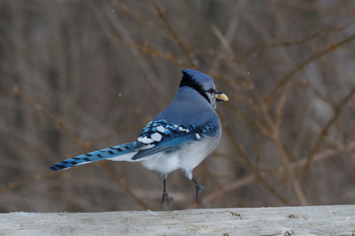 Blue Jay - Estela Quintero-Weldon