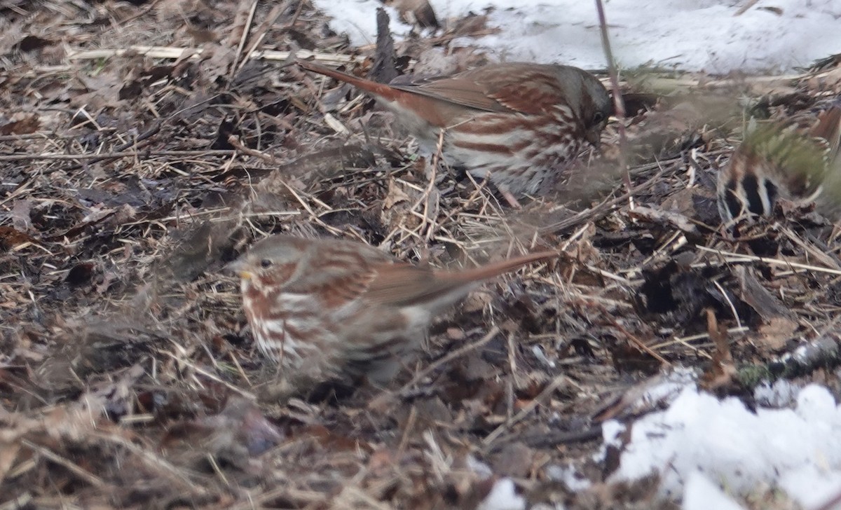 Fox Sparrow - ML144236411