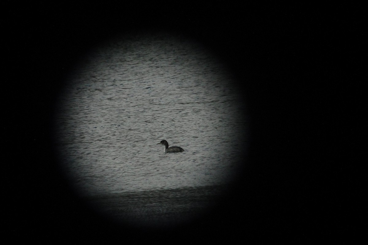 Буурал шунгуур - ML144236671