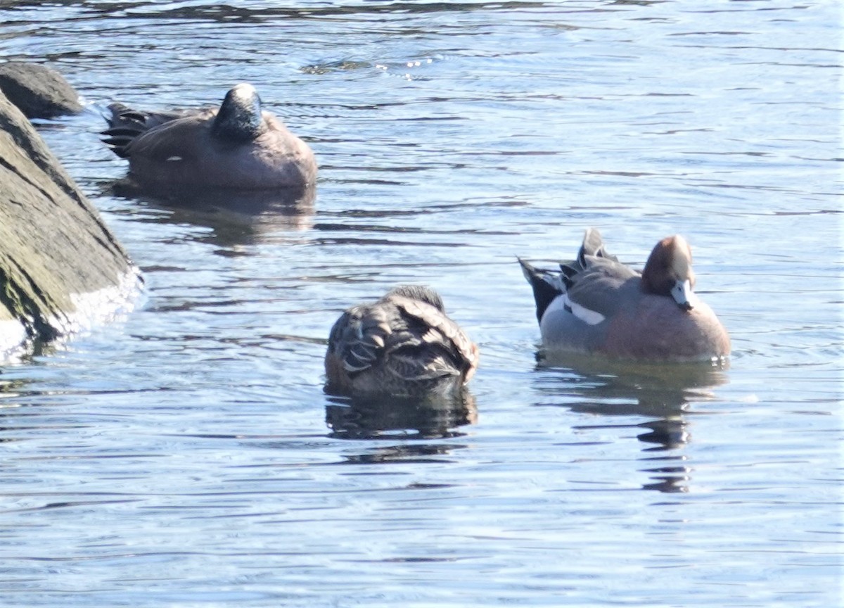 Eurasian Wigeon - ML144237071